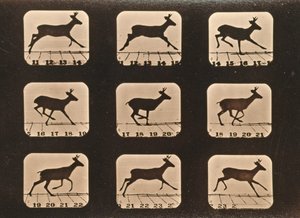 実行中の鹿の画像シーケンス、「Animal Locomotion」シリーズ、c.1881 作： Eadweard Muybridge